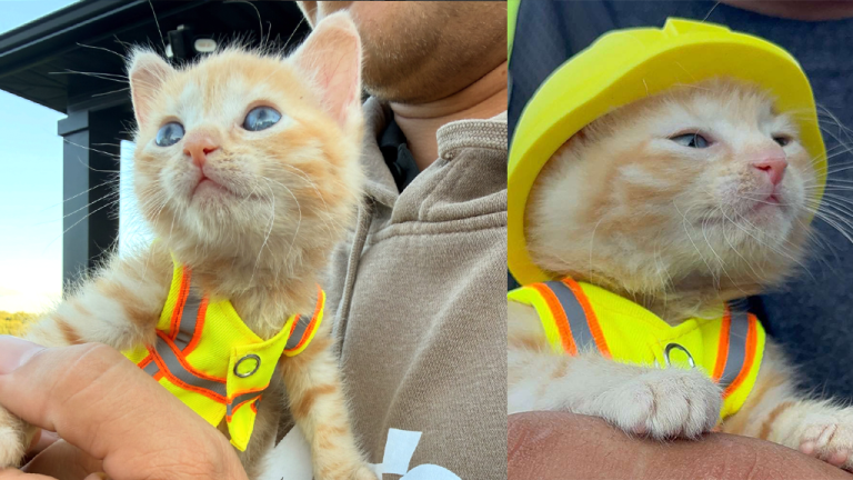 1788203908_64260_en_b8ea4_66442_sue-the-komatsu-kittenpng - Machines Wiki
